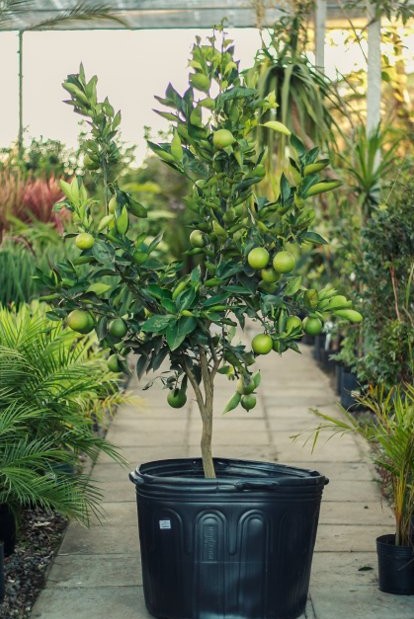 Muda Frutífera Premium
