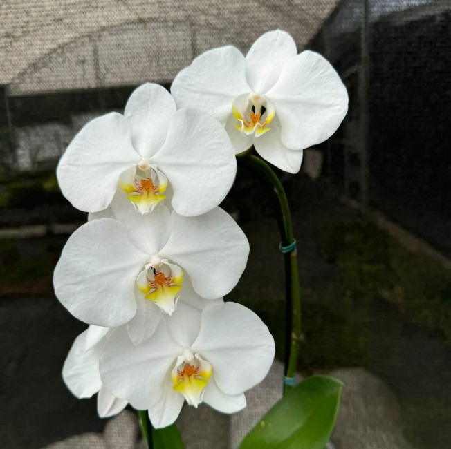 Orquídea Branca